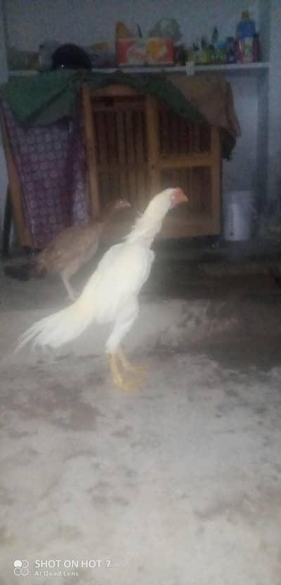 Aseel Rooster for sale