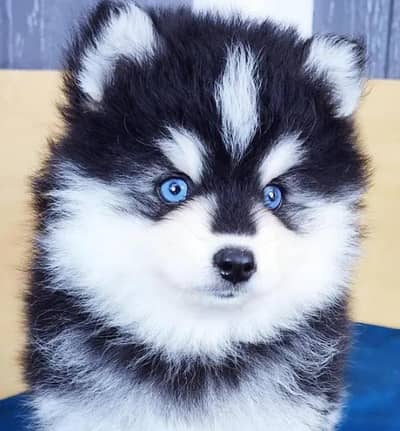 husky puppies 03111968618