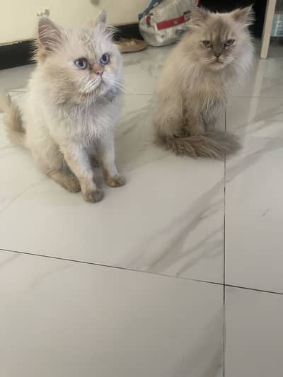 Himaliyan siamese pair for sale