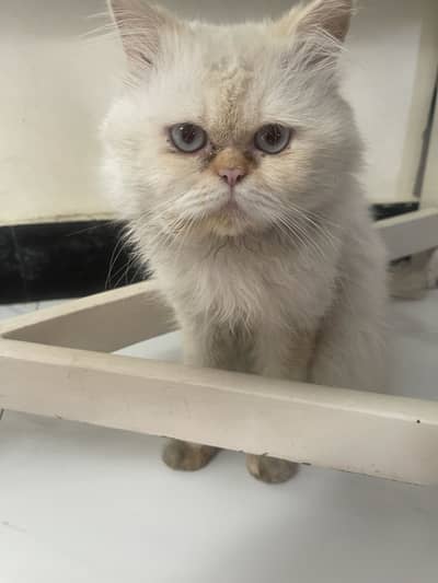 Himaliyan siamese pair for sale