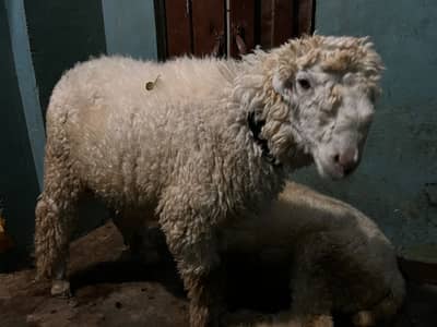 Mundray deragazi khan