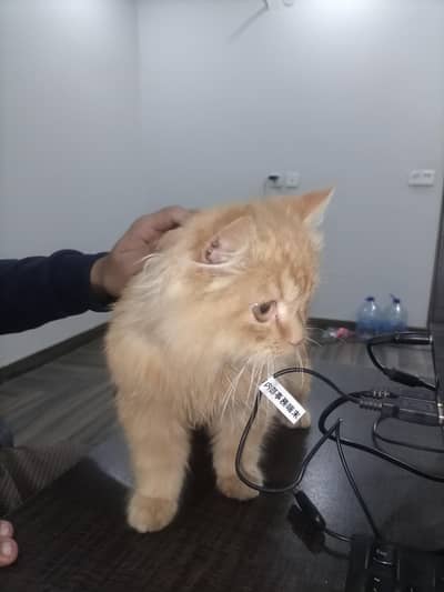 Persian Male Cat