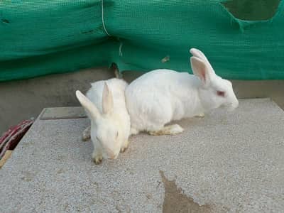 White Red Eyed Breaders Rabbits couple for sale