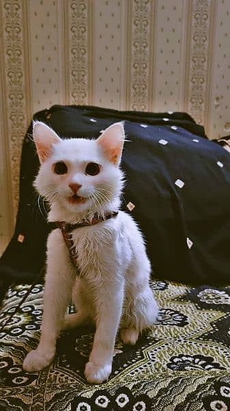 Persian Vaccinated Billa