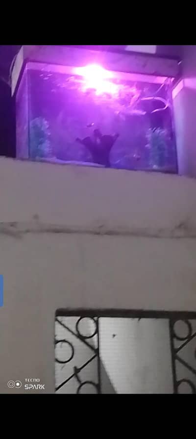 fish aquarium with 15 fishes