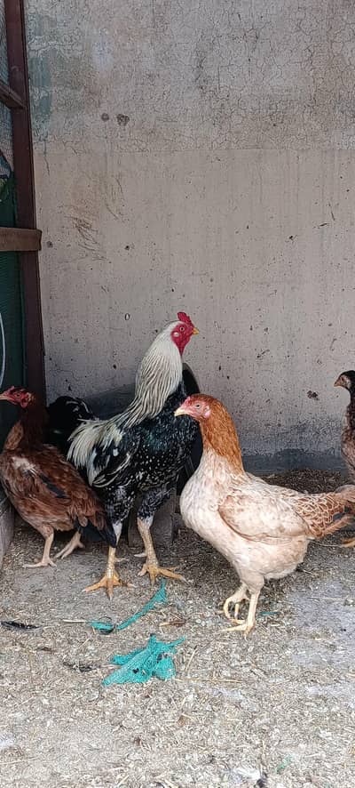 Aseel Mianwali Pair of Hens for Sale