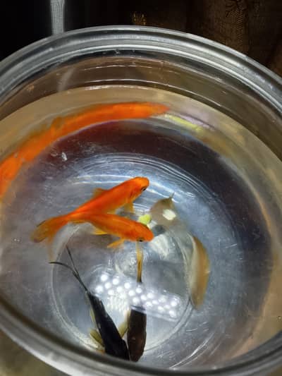 3 pair fish with fish bowl for sale