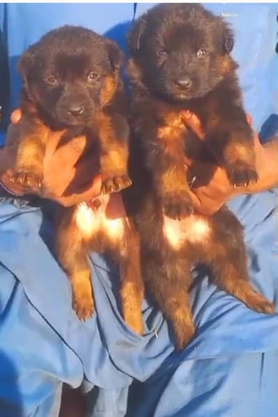 German shepherd | male Puppy | Dog for sale | Long coat