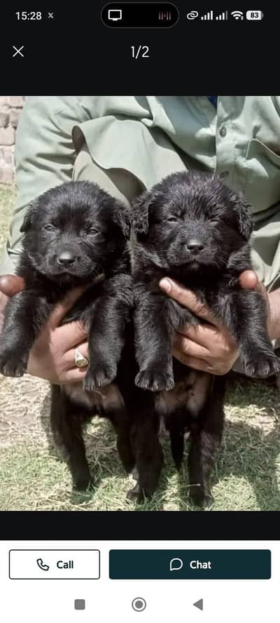black German shepherd puppies for sale / puppy / german shepherd dog