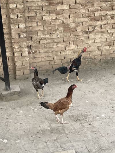 Aseel Hens & Australorp