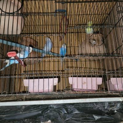 Australian parrots for sale