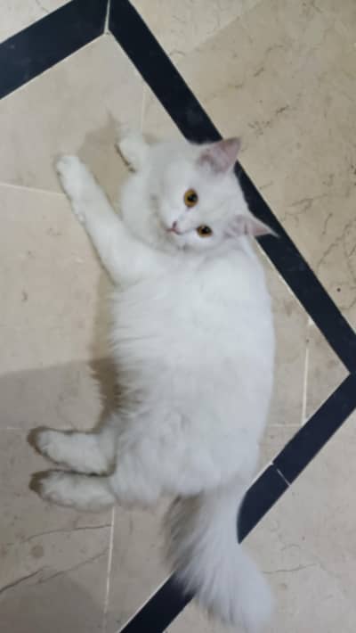 8 months Persian cat