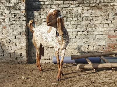 Supreme Quality Makhi cheeni with female path