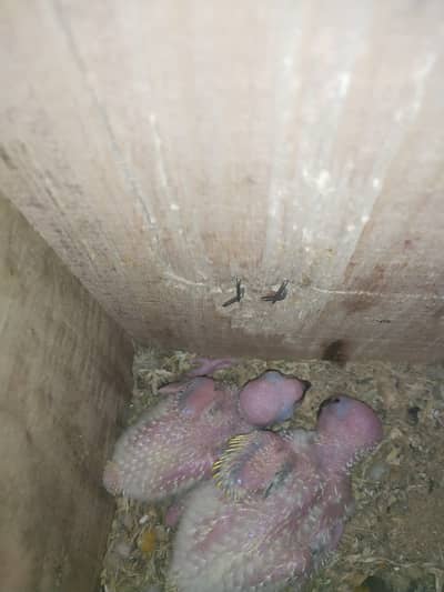 Sun Conure chicks