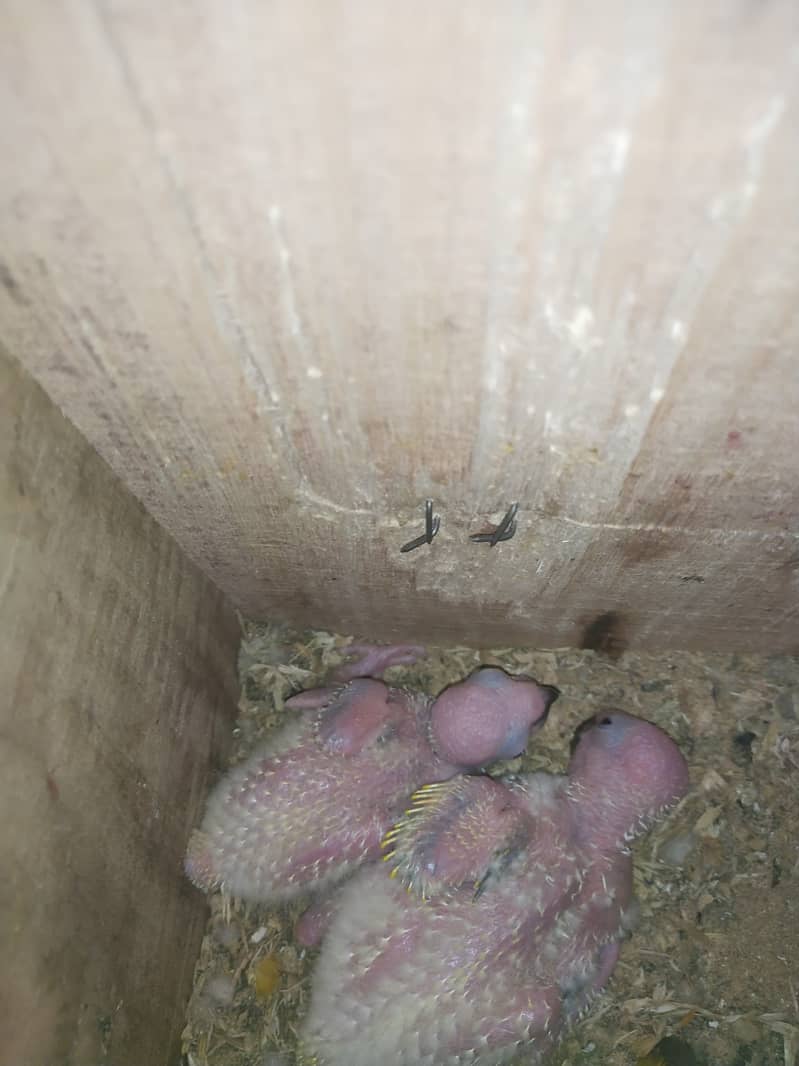 Sun Conure chicks 1
