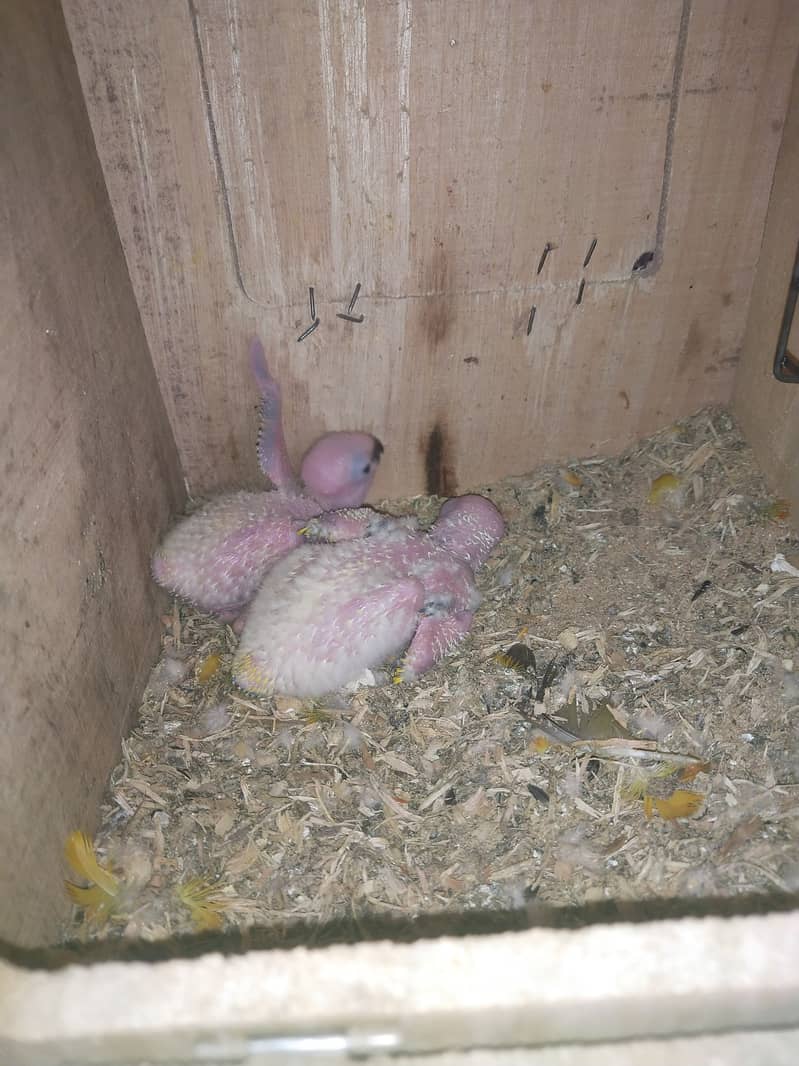 Sun Conure chicks 3