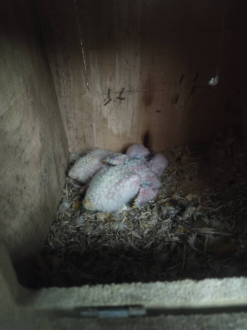 Sun Conure chicks 4