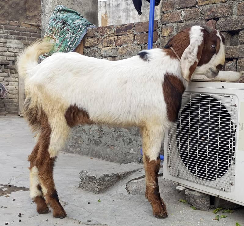 Bakra 2