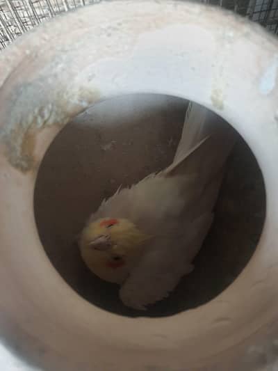 Cockatiel female i