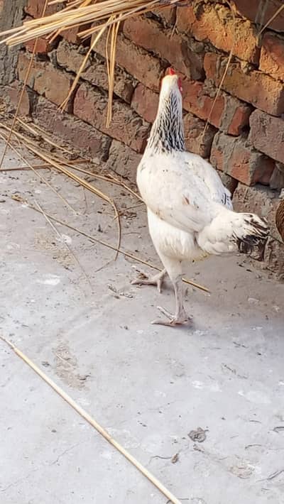 egg deni wali fresh Golden Misri for sell