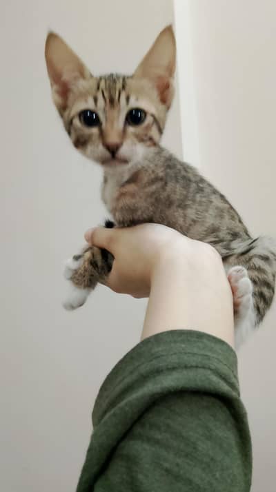 Kittens up for Adoption!