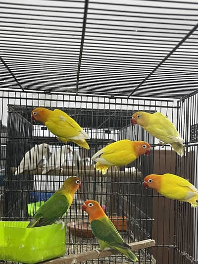 Albino decino lutino parblue