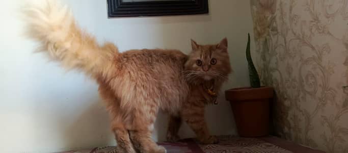 Persian - punch face