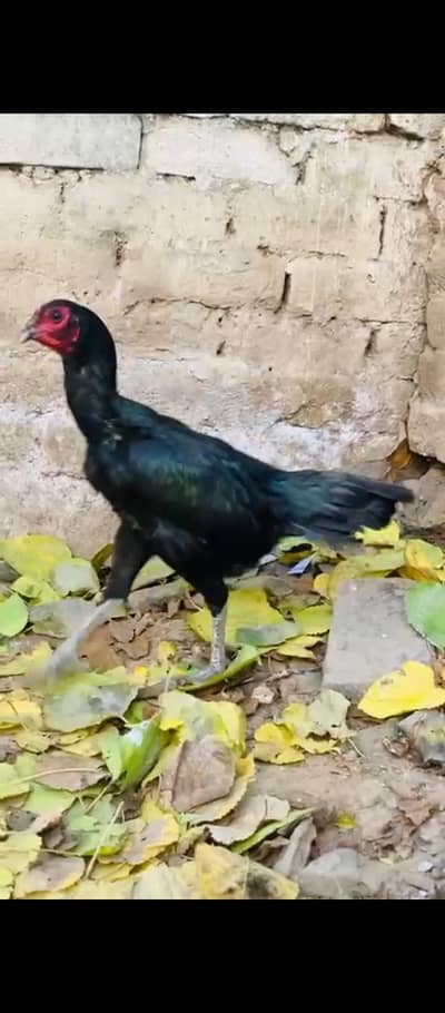 kurk pokyee madya dwnoo hee  fresh kurk huee hay jes Bhai kee Samaj ma