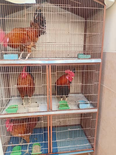 4 Murgy hain With Cage dena hain