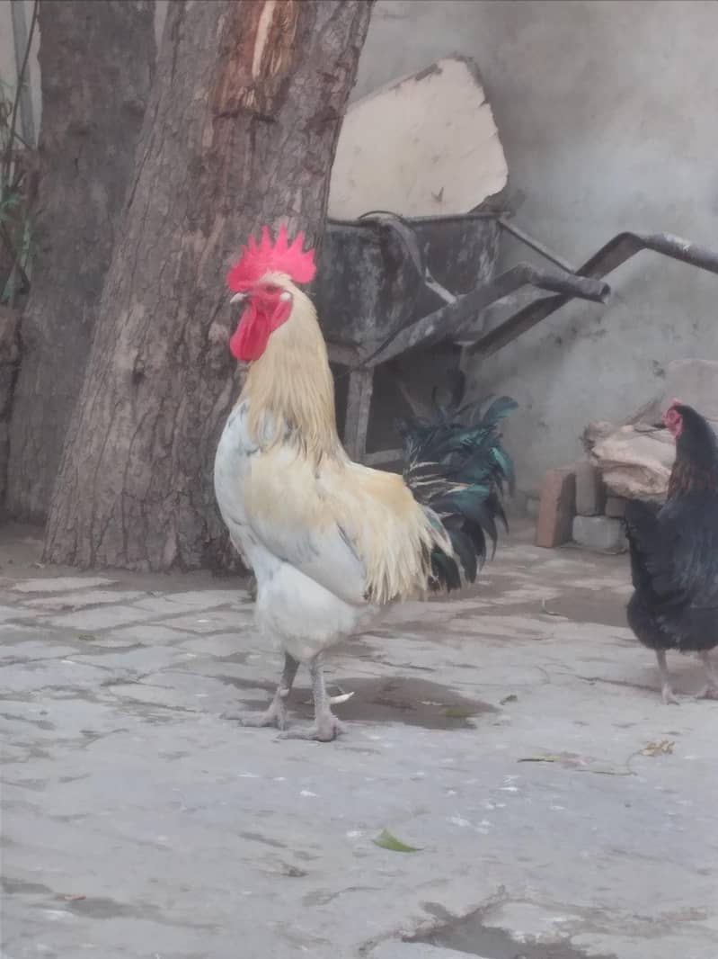 desi murga breeder 1