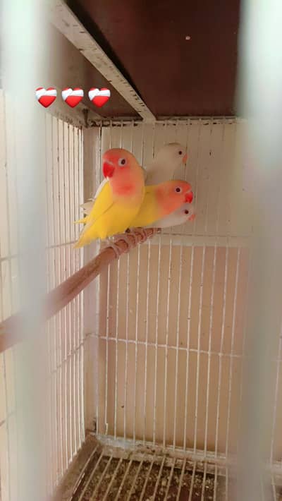 love birds pathy for sale location Chak jhumra whatsap only03217024214