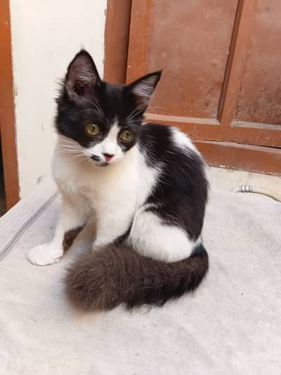 Feline (Cat) for Sale