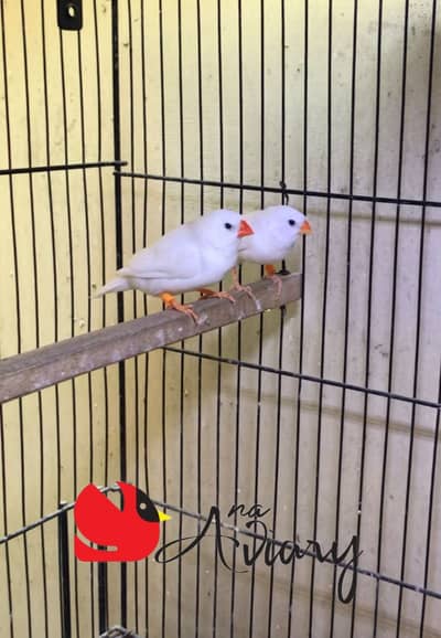 Snow White Finches Undersize available for sale