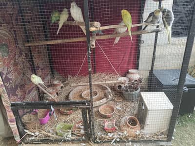 Birds Colony For Sale with Cage