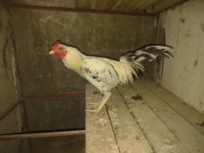 Aseel bread Heera x shampoo crosed