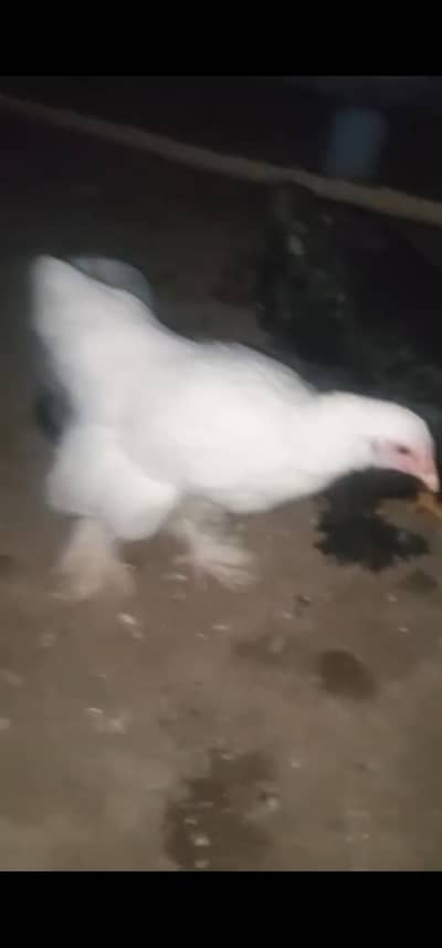 Havy Buff and Bantam pair Available