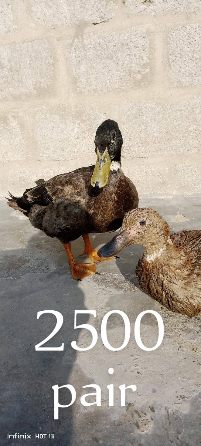 Ducks 1