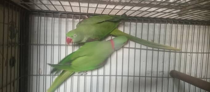 Raw Alexander Pahari  breader pair