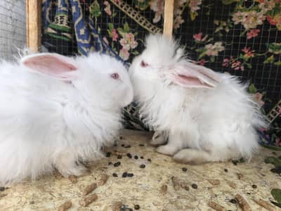 pair of rabbits