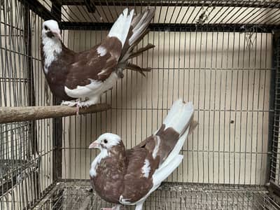 Fancy Pigeons