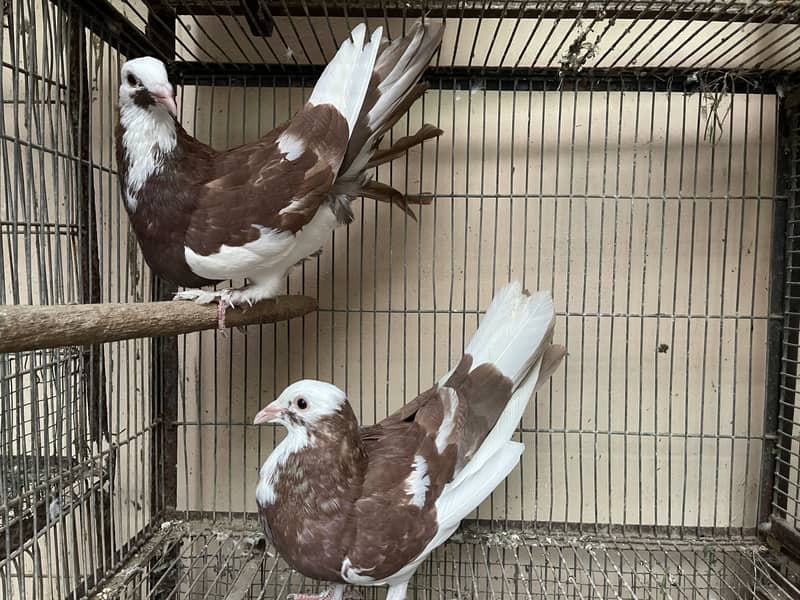 Fancy Pigeons 0