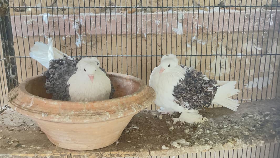 Fancy Pigeons 3