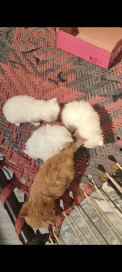 High Quality Persian Kittens