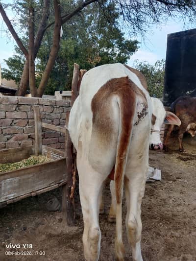 Healthy Heavy Brahman cross bull for sale, ideal for qurbani and breed