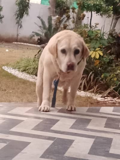 labra female for sale