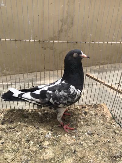 Rangeen Teddy IB shah