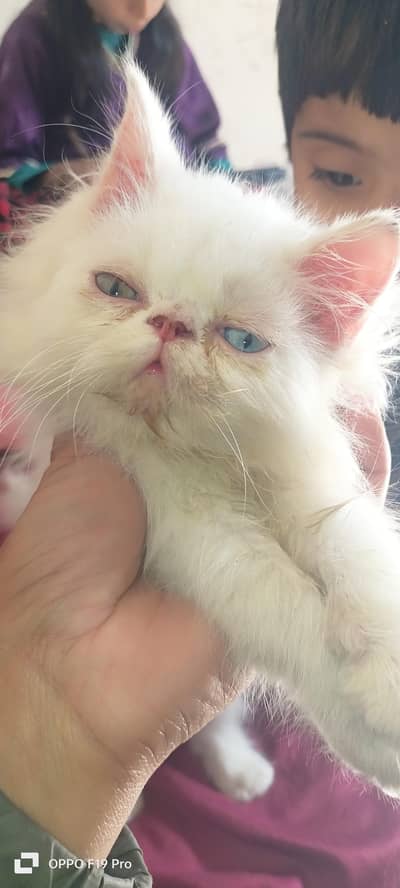 piki face male kitten  family playful kitten