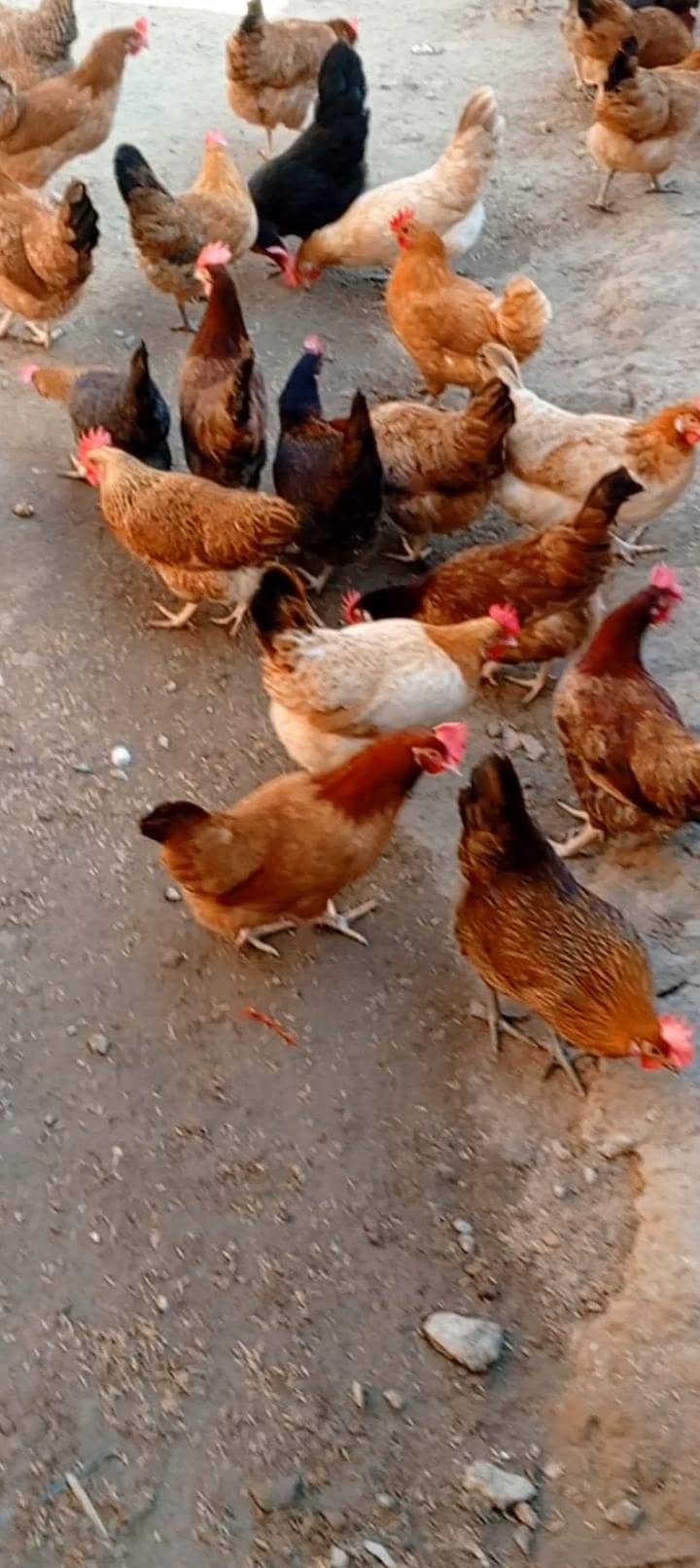 سلور گولڈن مرغی انڈے والی دستیاب ے 0