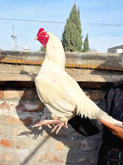 MashAllah paper white  Heera