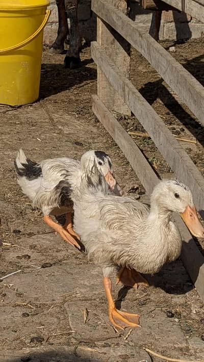 duck pair for sale  white black color